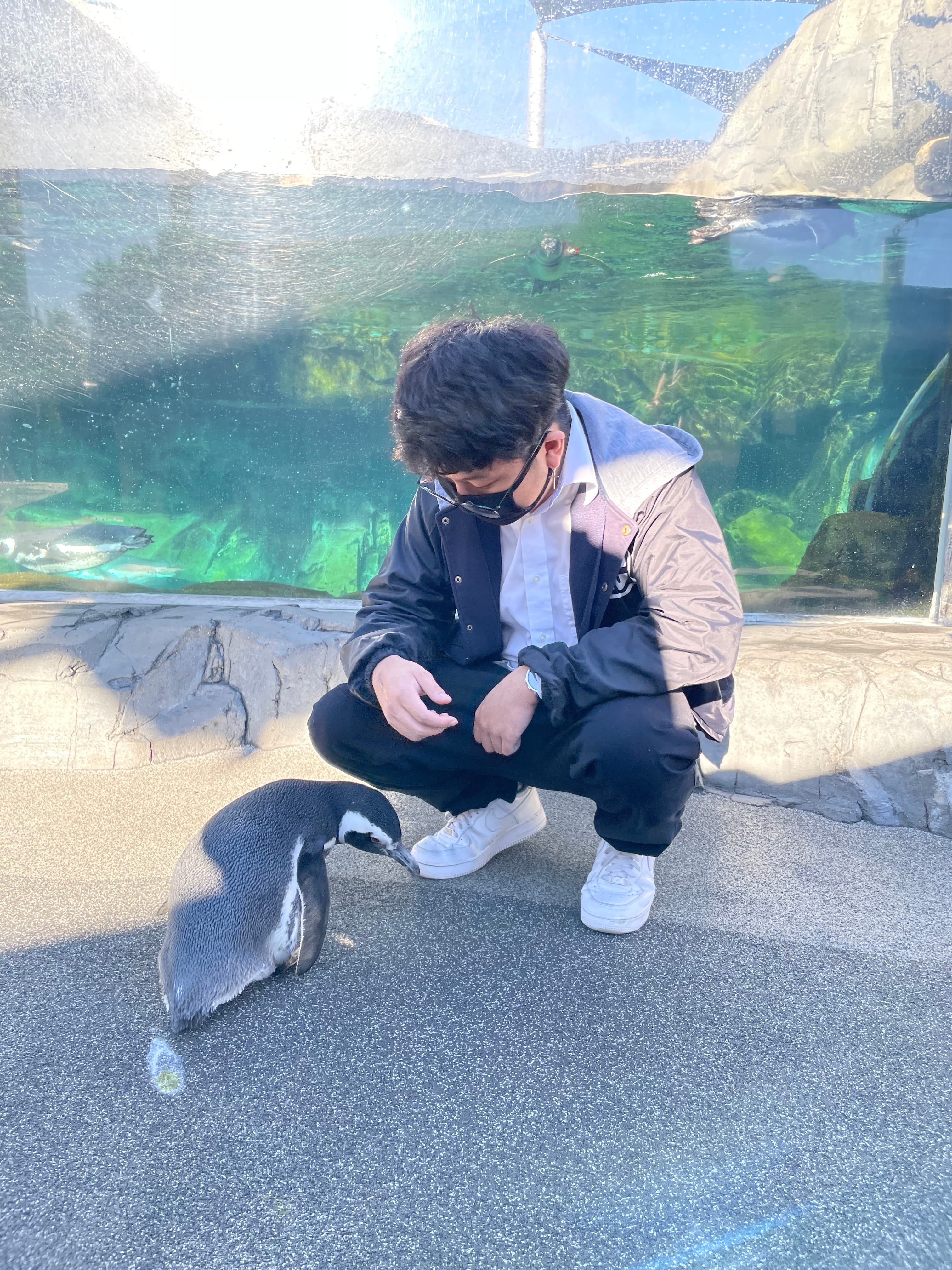 Cleo the penguin